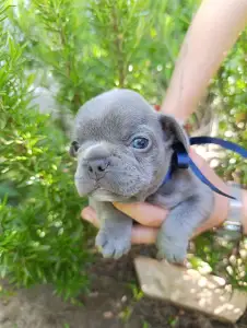 Francia bulldog - Nixon
