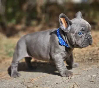 Bulldog francez - Sky