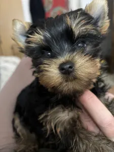 Yorkshire Terrier - Helga