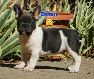 Französische Bulldogge - Dixon