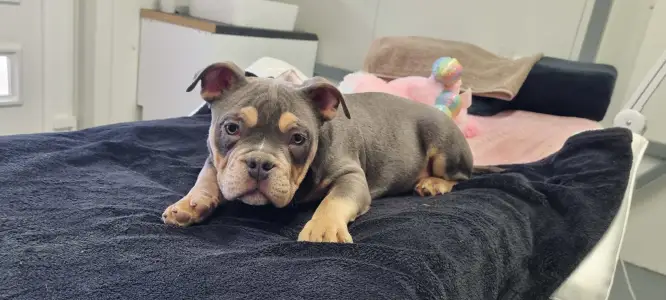 American Bully - Pocket - Malekith