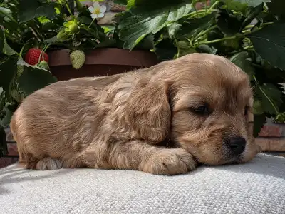 Cavapoo - Eper