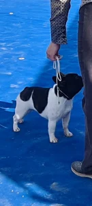 French Bulldog - Venusz