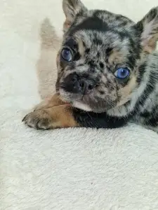 Французский бульдог - French Bulldog Merla Tan Boys And Girls