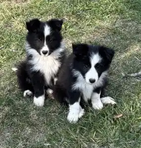 Border Collie - Gvinet