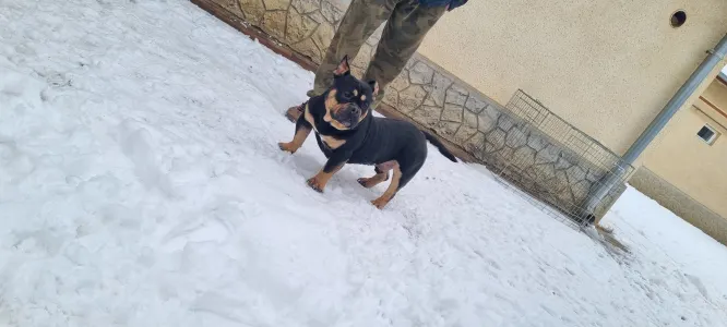 American Bully - Pocket - Bagira