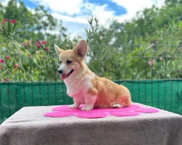 Pembroke Welsh Corgi - Amaya Queen Jewel Of Your Brilliand Diamond