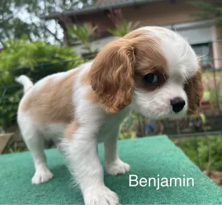 Cavalier King Charles Spaniel - Benjamin