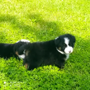 Miniatur amerikanischer Schäferhund - Argylle