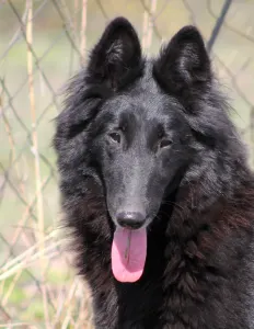 Belgischer Schäferhund - De La Terre Sauvage