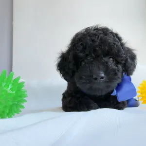 Той-пудель - Ricardo Royal Legend Of Kamis