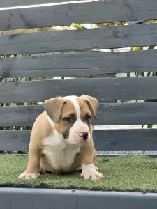 American Bully - Pocket - Bbb.