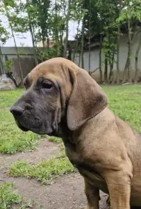 Fila Brasileiro - Jasmin