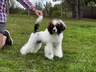 Toy pudl - Amore ( Dark Brown Particolor ) Dwarf Poodle