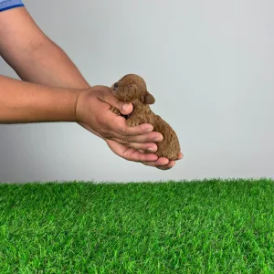 Poodle Toy - Jozzy