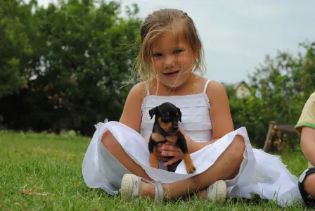 Kavapoo - Pinsch-bull Kennel
