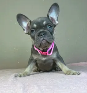 Bouledogue français - Dalma 