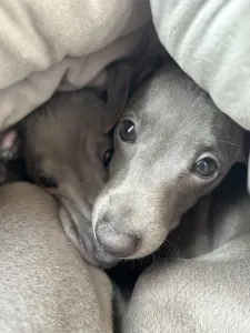 Olasz agár - Libero Lieto Italian Greyhound Kennel