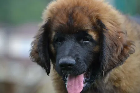 Leonberger - Alba