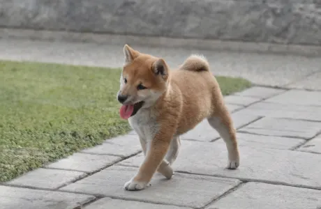 Shiba - Bravados Inori