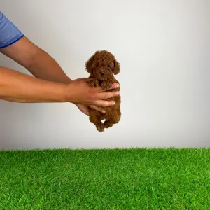 Poodle Miniature - Tini