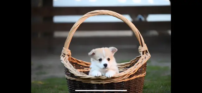 Welsh Corgi Pembroke - Bud Spencer