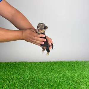 Yorkshire Terrier - Cimbo