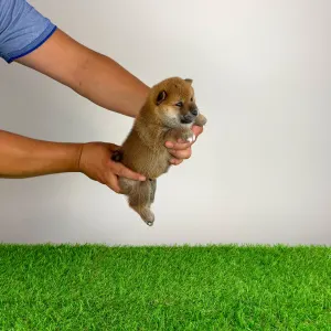 Shiba - Tako