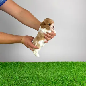 Кавалер кинг-чарльз-спаниель - Dina