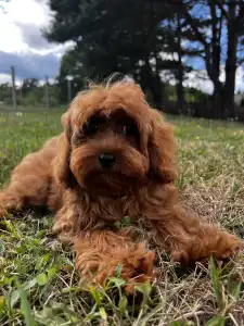 Cavapoo - Oscar ( Toy Size )