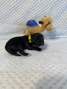 Portugalský vodní pes - Bingo