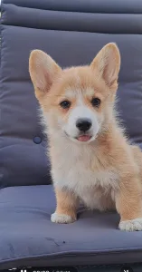 Corgi galez Pembroke - Charlotte