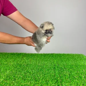 Pomeranian - Chippy