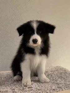 Border collie - Fields Of Treasure Brilliant Down
