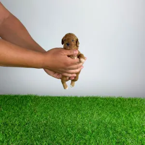 Caniche Nain - Alvarez