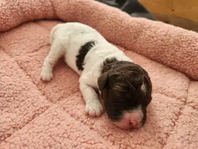 Lagotto Romagnolo - Chinotto
