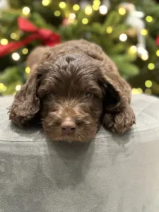 Labradoodle - Dertons Bean