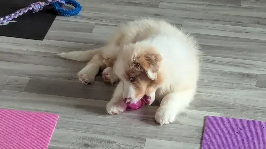 Australian Shepherd - Karamelka