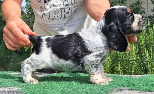 Englischer Cocker Spaniel - Zen (blue-roan And Tan)
