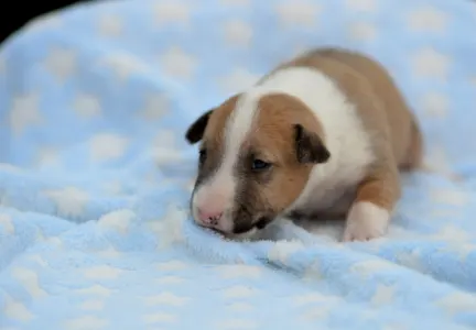 Miniature Bullterrier - Neil