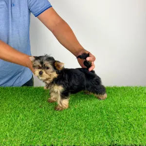 Yorkshire Terrier - Wollja