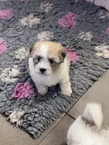 Coton de Tulear - Bendi