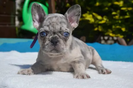 Französische Bulldogge - Francia Bulldog 