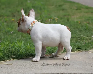 French Bulldog - Xiara