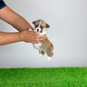 Welsh Corgi Pembroke - Baghira