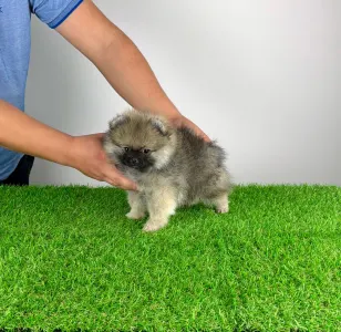 Poméranien - Prissy