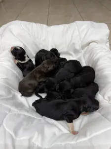 Portuguese Water Dog - Water Magic