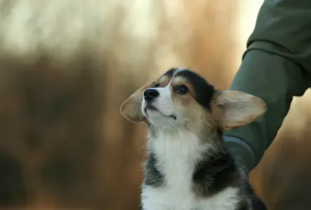 Welsh Corgi Pembroke - Selena The Moonligh From Farm Of Happy Dogs