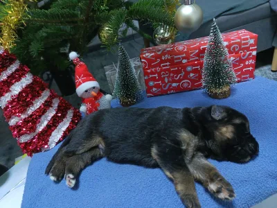 German Shepherd Dog - Csereerdei Kántor