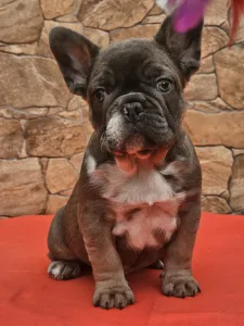 Französische Bulldogge - Dante